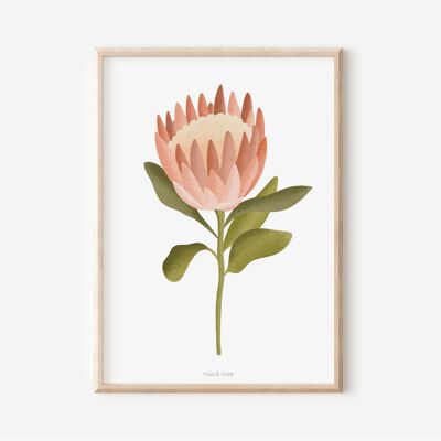 Poster Protea flower