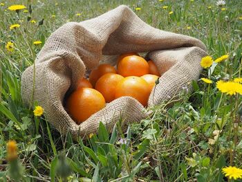 Sac de collecte en jute - YUTE&FRUIT 2