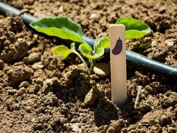 Etiquettes pour brochettes d'aubergines (6 unités) - SEED ME EGGPLANT 2