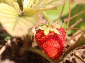 Kit de culture de fraises - GROW ME KITCHEN STRAWBERRIES 2