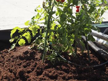 Support pour plants de tomates - TOMATOMATE 3