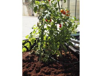 Support pour plants de tomates - TOMATOMATE 4