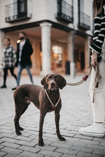 Harnais pour chiens Mr.Bones - Lifestyle 28