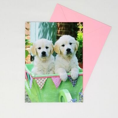 Nur um zu sagen: Blank Card Cute Puppies 55