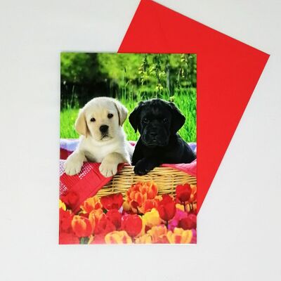 Just to Say Blank Card Puppies 55