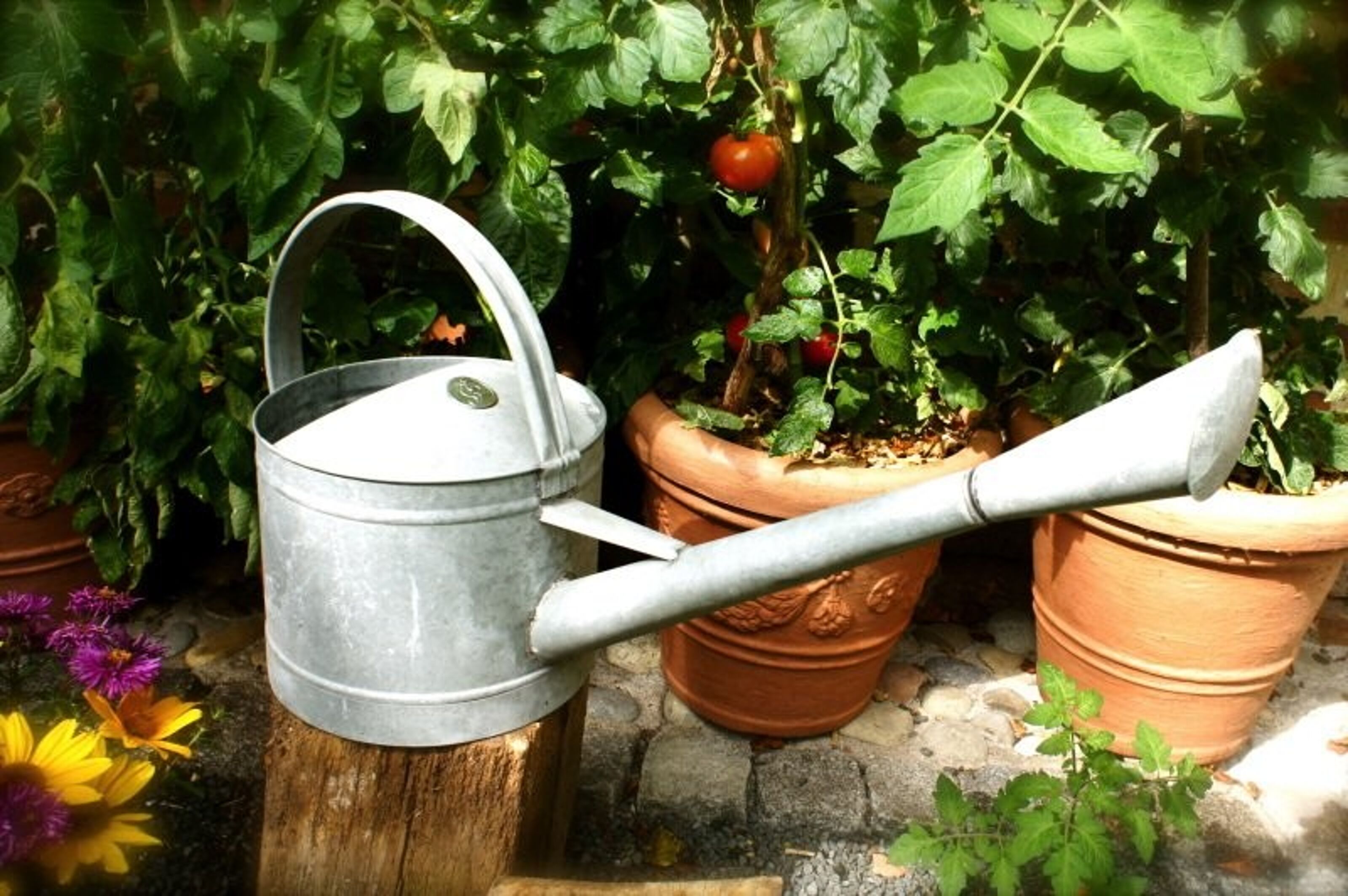 Buy wholesale Galvanized watering can for the garden, flower watering can,  jug as a flower waterer
