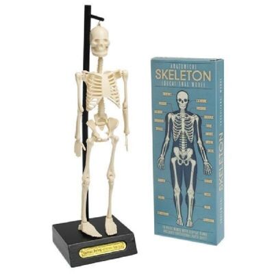 Anatomical skeleton model