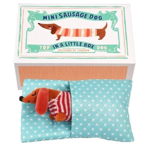 Mini sausage dog in a little box