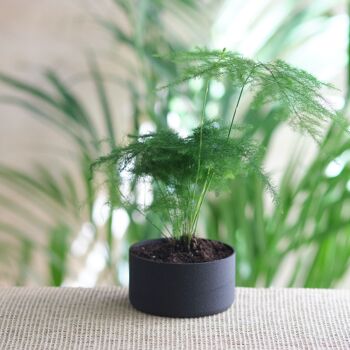 Pot d'Inspiration Japonaise Ébène - 7.1 cm 1