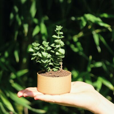 Vaso per piante minimalista naturale - 7,1 cm