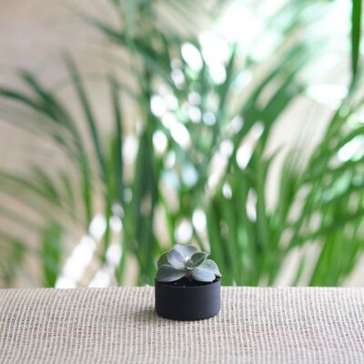 Vaso in ebano di ispirazione giapponese - 4,2 cm