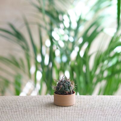 Vaso per piante minimalista naturale - 4,2 cm