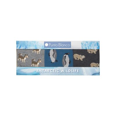 Caja de 3 calcetines de algodón - fantasía - Caja Animals