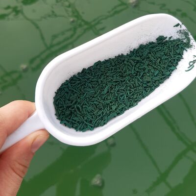 Spirulina ramoscelli BULK