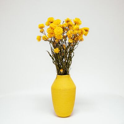 Jätte Eternell Helichrysum Gul - Torkade Blommor