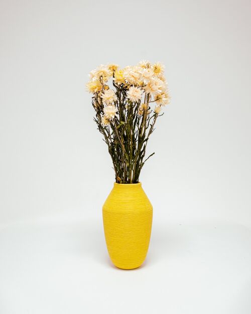 Jätte Eternell Helichrysum Vit - Torkade Blommor