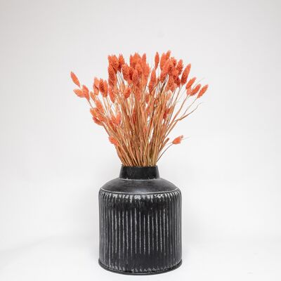 Phalaris Rosa - Torkade Blommor