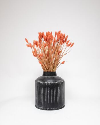 Phalaris Rosa - Torkade Blommor 1