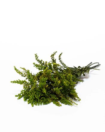 Solidago Grön - konserverade växter 3
