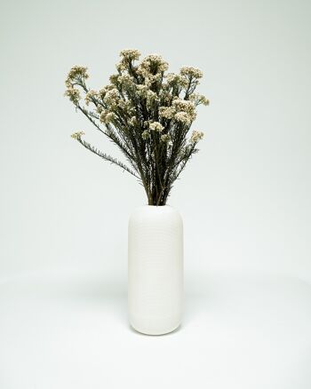 Diosmi Vit - Konserverade blommor 1
