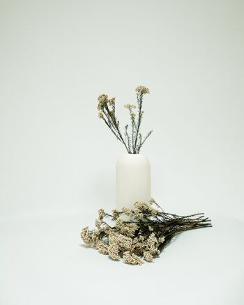 Diosmi Vit - Konserverade blommor 5