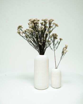 Diosmi Vit - Konserverade blommor 2