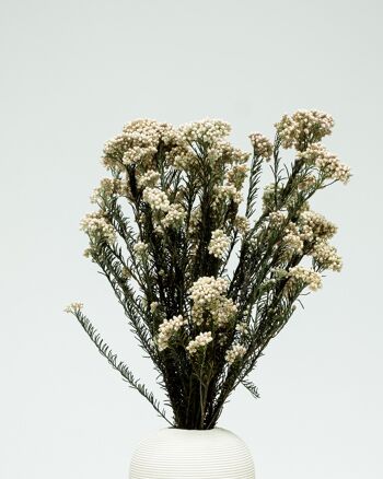 Diosmi Vit - Konserverade blommor 3