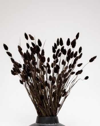 Phalaris Mörkbrun - Torkade Blommor 2