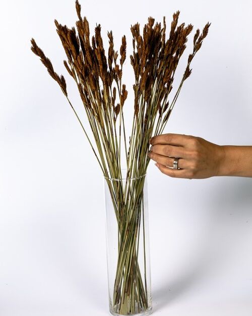 Thatch Reed Naturell - Torkade Blommor