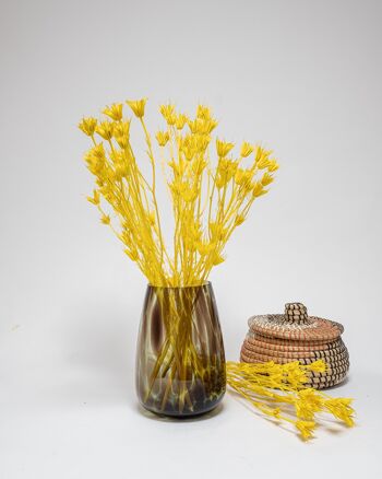 Nigelle Orientalis Blekt Gul - Torkade Blommor 2