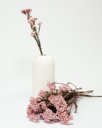 Diosmi Ljusrosa - konserverade blommor 4