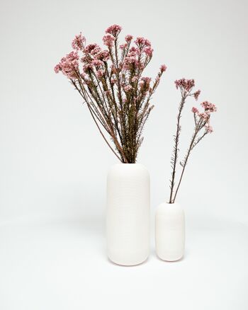 Diosmi Ljusrosa - konserverade blommor 2