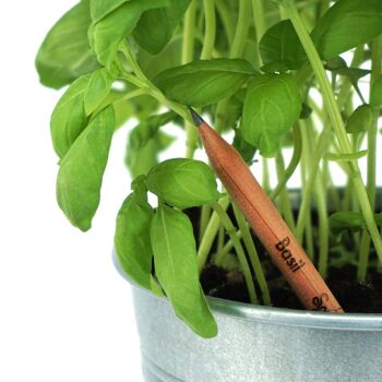 Crayons à planter Sprout - COULEUR - Citations - Lot de 25 2