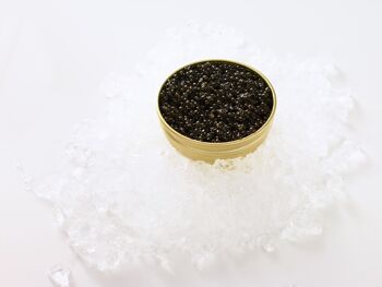 Caviar Transmontanus 100g 2