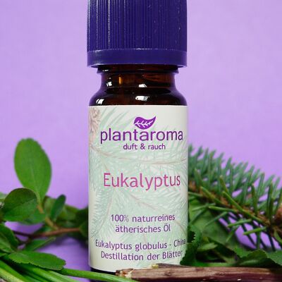 Eukalyptus