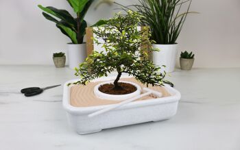 L'art du kit de plantation de bonsaï 9