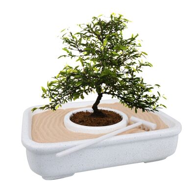 El arte del kit de plantación de bonsai.