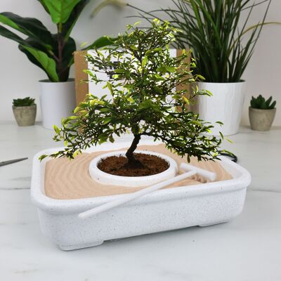 L'arte del kit per piantare bonsai