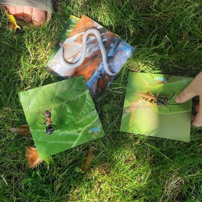 Teddo Play Birds & Insects (datos educativos menos conocidos) Set de regalo + obsequios