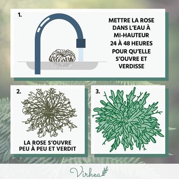 Rose de Jéricho x1 - Plante de la résurrection 2