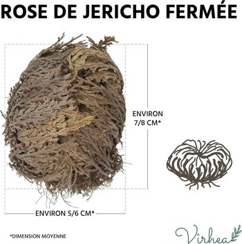 Rose de Jéricho x1 - Plante de la résurrection 4