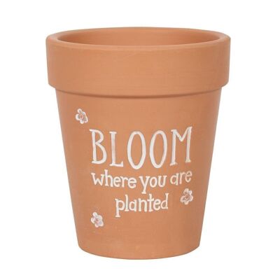 Blühen Sie, wo Sie gepflanzt werden Terrakotta-Blumentopf