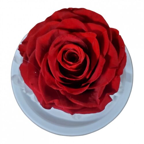 Dôme Rose Rouge 12 cm basic