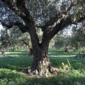 Huile d'olive vierge extra, Bidon de 1L - Variété Nocellara del Belice, dernière récolte Octobre 2022 3