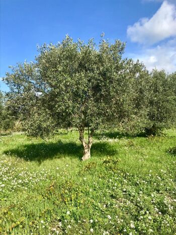 Huile d'olive vierge extra, Bidon de 3L - Variété Nocellara del Belice, dernière récolte Octobre 2022 4