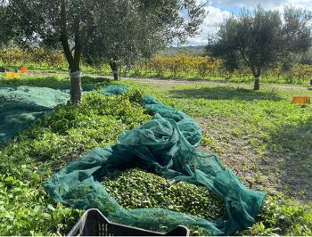 Huile d'olive vierge extra, Bidon de 5L - Variété Nocellara del Belice, dernière récolte Octobre 2022 3