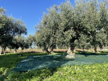 Huile d'olive vierge extra, Bidon de 5L - Variété Nocellara del Belice, dernière récolte Octobre 2022 4