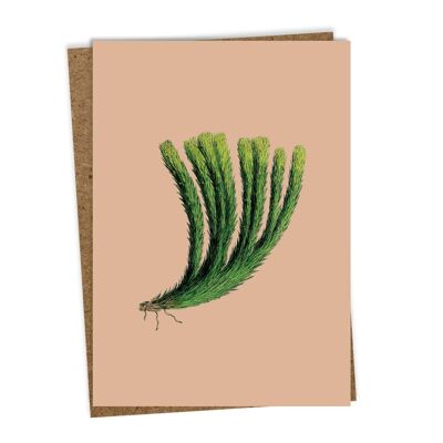 Pine greeting card