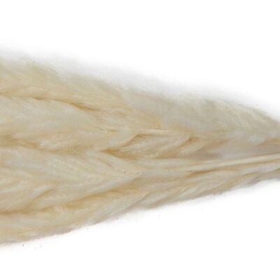 LOT DE 5 PIECES "SABLE" PAMPAS GRASS (9587)