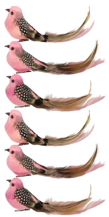PINCES POUR OISEAUX "BIRDY" ENSEMBLE DE 6 PIÈCES (3192)